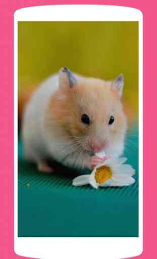 Cute Kawaii Hamster Wallpaper HD 3
