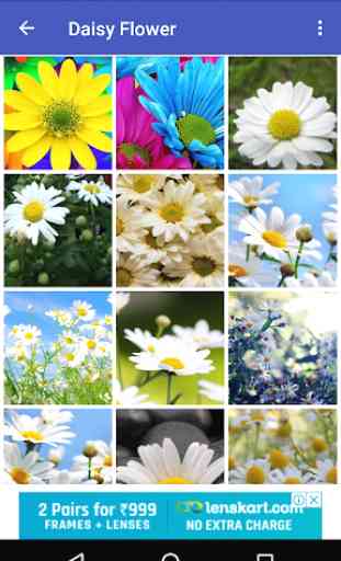 Daisy Flower HD Wallpaper 3