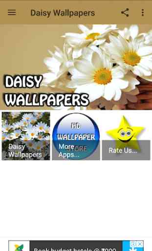 Daisy Wallpapers 1