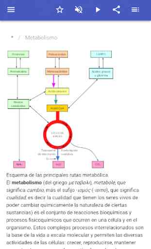 Metabolismo 2