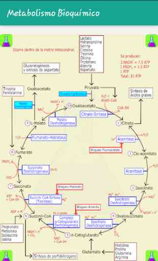 Metabolismo Bioquímico 4