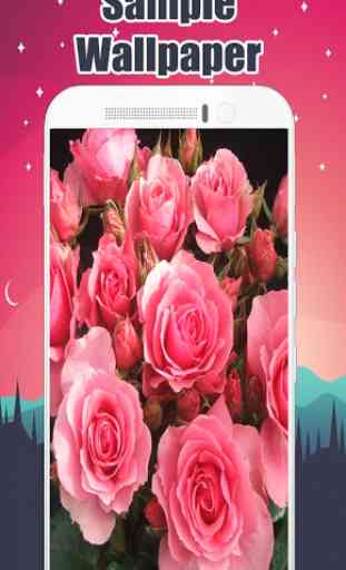Pink Rose Wallpaper 3
