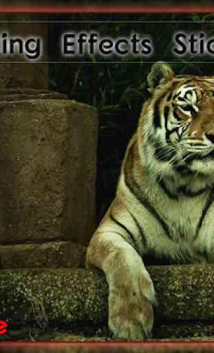 Tiger Photo Frames 2