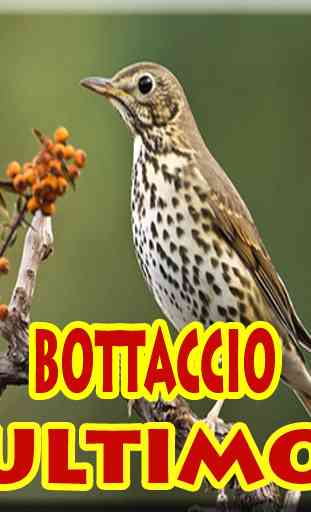 Uccello Bottaccio 1