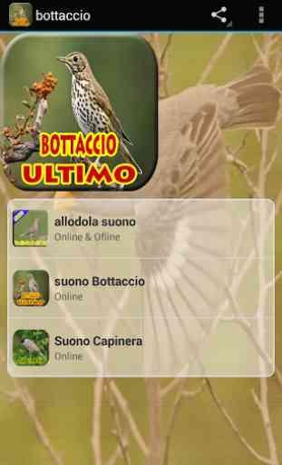 Uccello Bottaccio 2