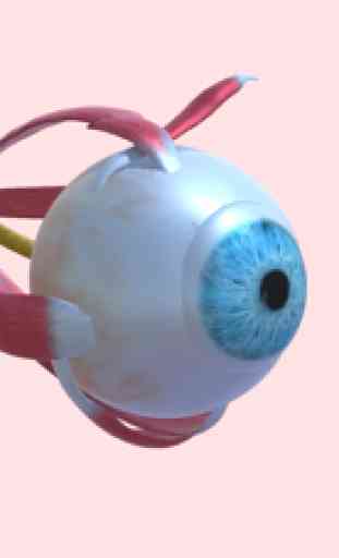Atlas de anatomía ocular 1