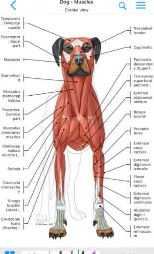 vet-Anatomy 1