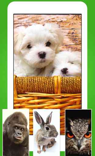 Animales Fondos de pantalla - Animal Wallpapers & Animals Backgrounds 2
