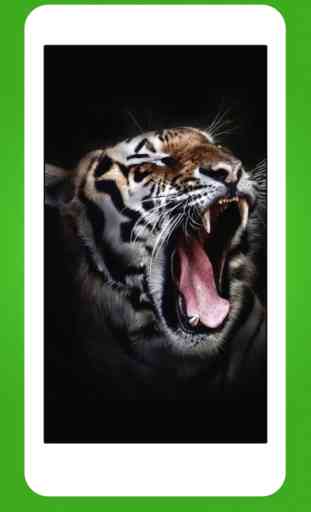 Animales Fondos de pantalla - Animal Wallpapers & Animals Backgrounds 3