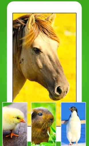 Animales Fondos de pantalla - Animal Wallpapers & Animals Backgrounds 4