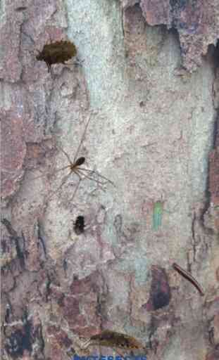 Bytesects aplastar insectos hormigas juego y protector de pantalla 1