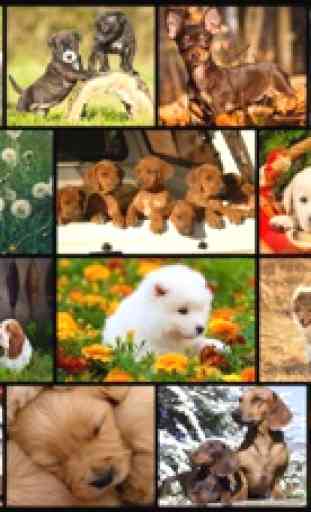 Rompecabezas del perro - juego de rompecabezas para niños con imágenes reales de los cachorros y perros lindos 2