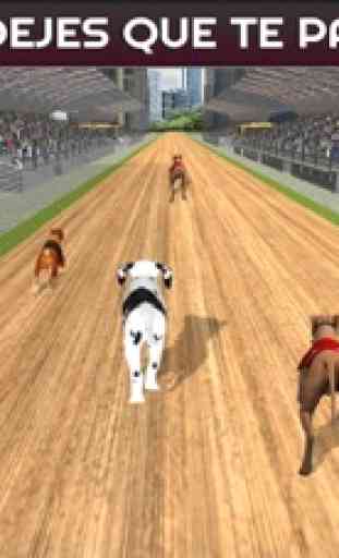 Sprint de 100 metros carreras de perros: perros de 4