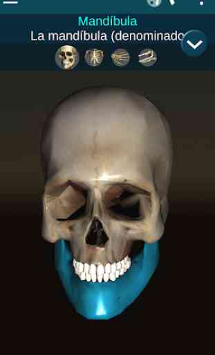 Sistema Oseo en 3D (anatomía) 1