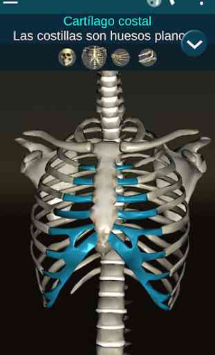 Sistema Oseo en 3D (anatomía) 2