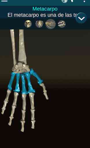 Sistema Oseo en 3D (anatomía) 3