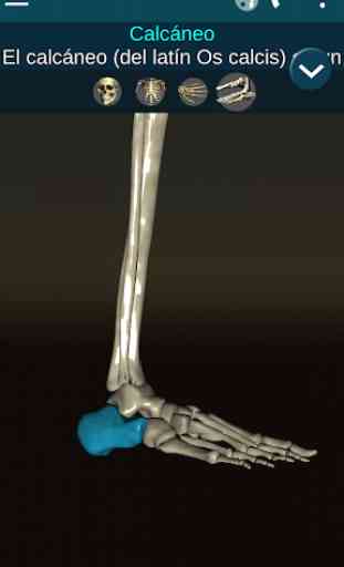 Sistema Oseo en 3D (anatomía) 4