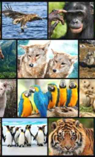 Increíbles animales salvajes - los mejores juegos de puzzle de imágenes de animales para niños 1