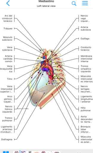 IMAIOS e-Anatomy 1